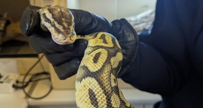 Stray snake reports expected to rise